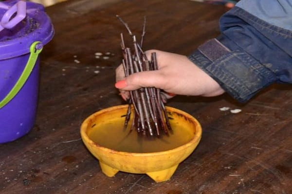 plants à racines propres