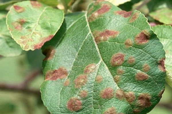 signal pour le jardinier