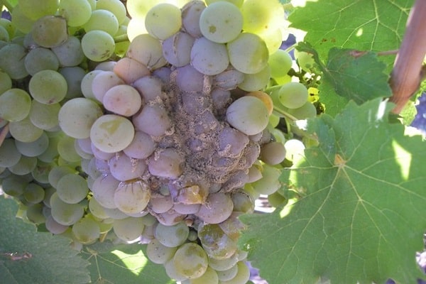 les baies s'assombrissent