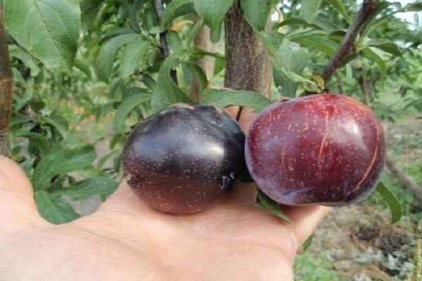 caractéristiques de culture