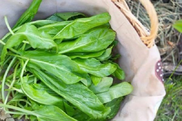 Sauerampfer für den Winter