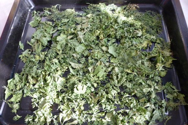 eine Charge von Pflanzen