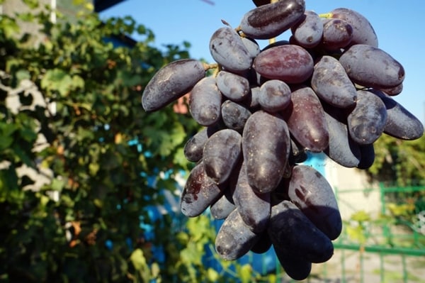 branches de raisin doigts de dames