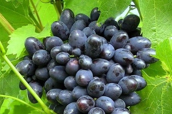 description de la variété