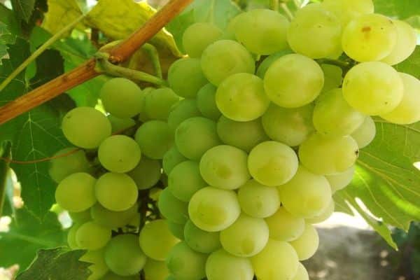 raisins sur une branche