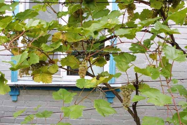 raisins près de la fenêtre