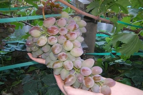 vérification du produit