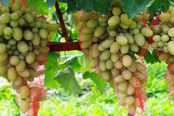 pousse dans les filets