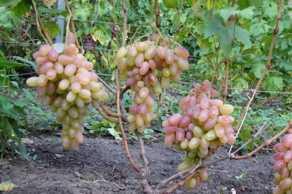 la prévention des maladies