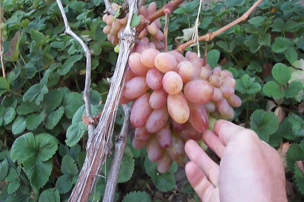 les pinceaux mûrissent