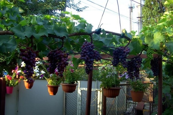 grandir dans le jardin