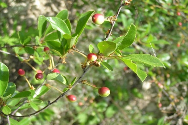 dämpfendes Wachstum