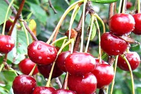 retiré des branches