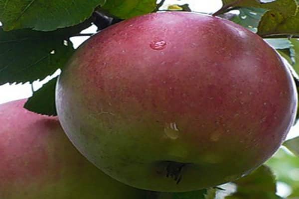 landwirtschaftliche Nutzpflanzen