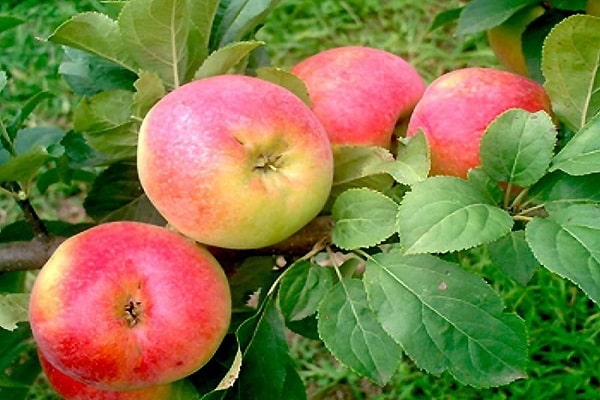 landwirtschaftliche Krankheiten