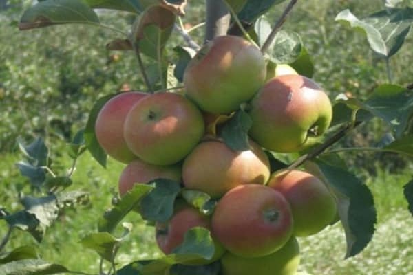 günstig für den Anbau