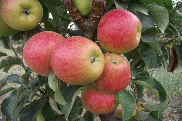 conseils de plantation