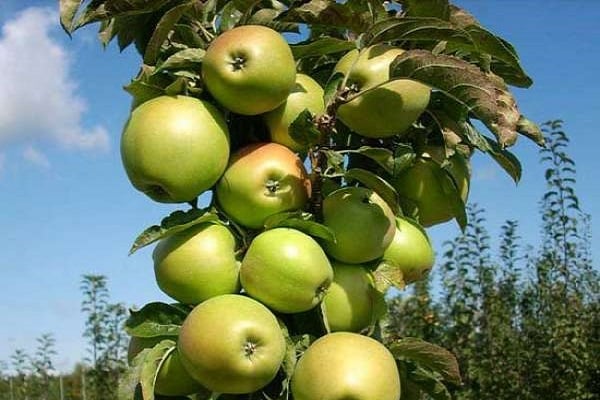 l'influence des ravageurs