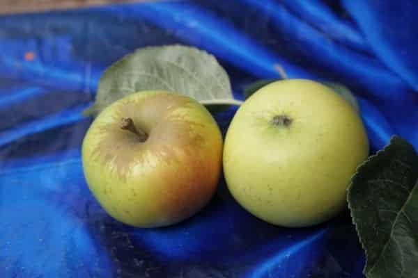 Pluspunkte der Sorte