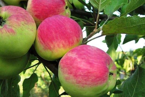 maturation des fruits