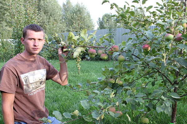 wenn es Früchte trägt