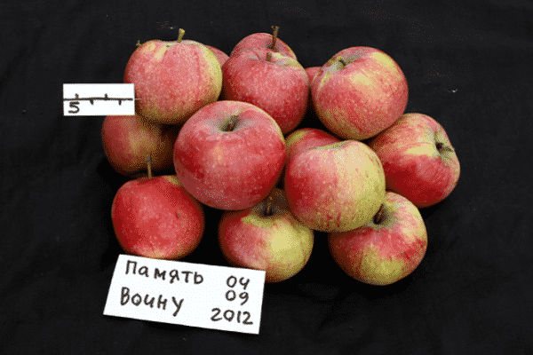 einjährige Pflanzen