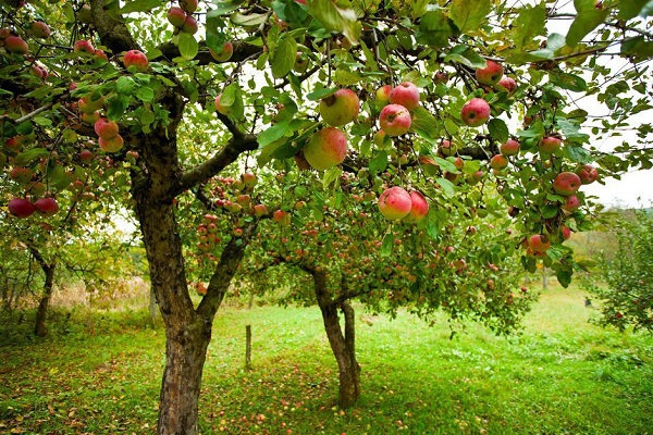 Obstbaum