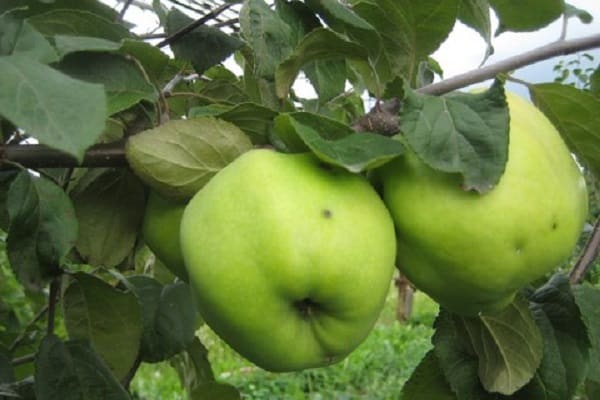 empfohlen für Landungen