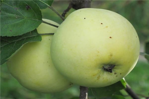 jährliches Wachstum