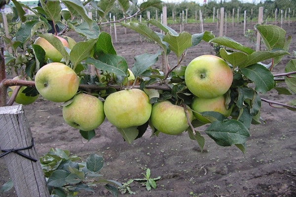 umfangreiche Niederlassung