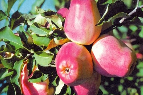  suitable for growing