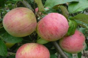 Description de la variété de pomme Vityaz et caractéristiques gustatives des fruits, rendement