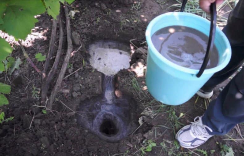 raisins un cadeau à Irina