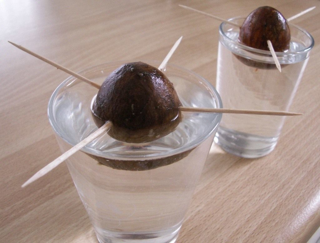 growing avocado