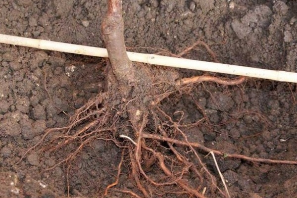 planting an apple tree