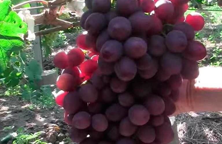 raisins à la mémoire du professeur