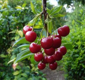 Description des cerises de la variété Pamyat Vavilov et histoire de la sélection, de la plantation et des soins