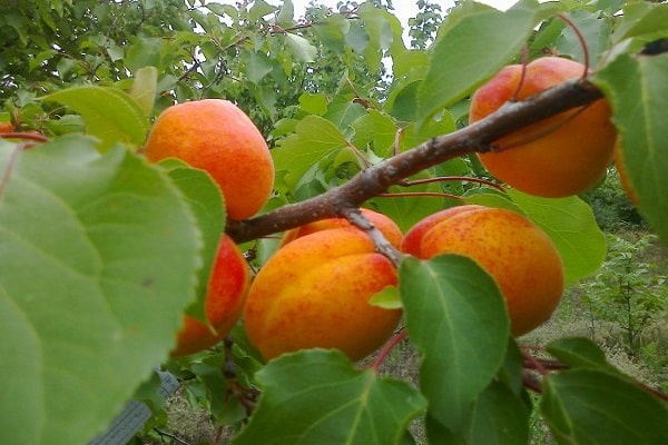 le représentant prendra racine