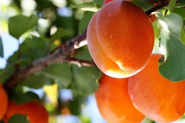 eine Kultur wachsen lassen