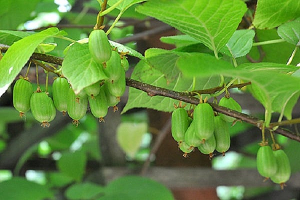 desserrage et paillage
