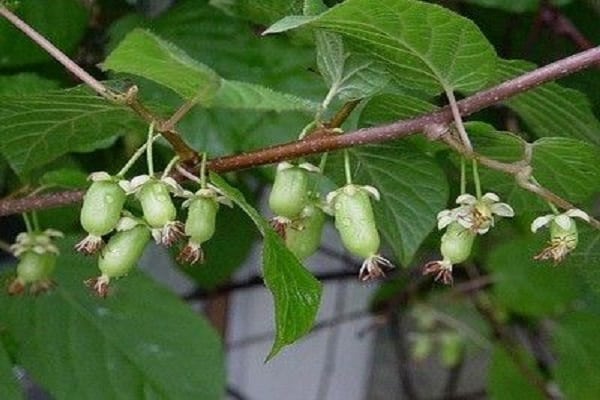 contrôle de maladie