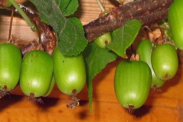 succès d'atterrissage