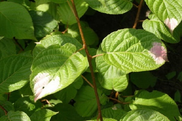 la culture de la vigne