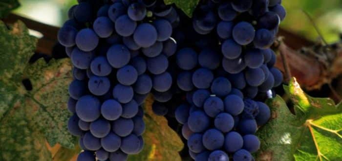 raisins de l'Attique