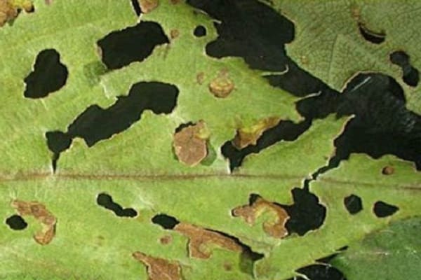 diagnostiquer la verticillose