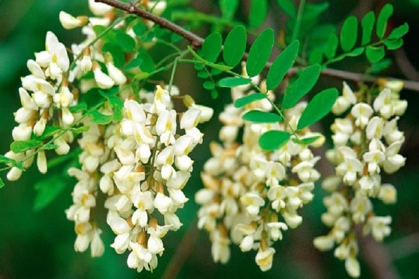 acacia en fleurs