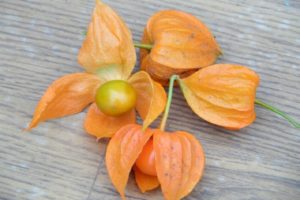 Pflanzen und Wachsen von Physalis auf freiem Feld, Beschreibung von Sorten und Pflanzenpflege