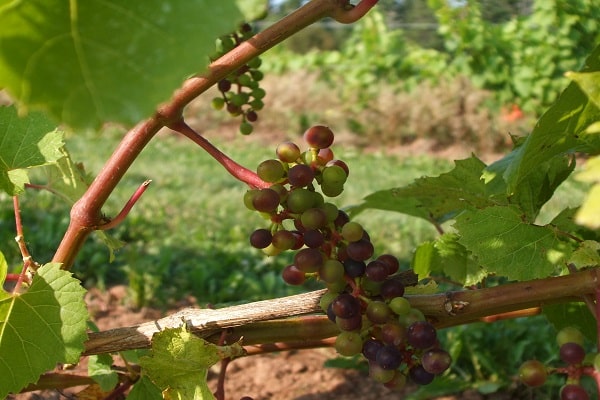 qualité de pollinisation