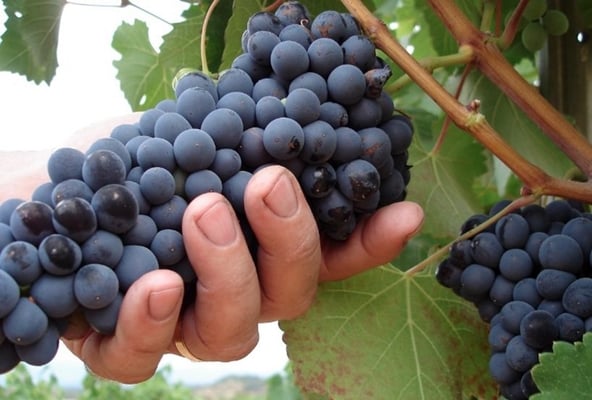 vendanges raisins garnacha