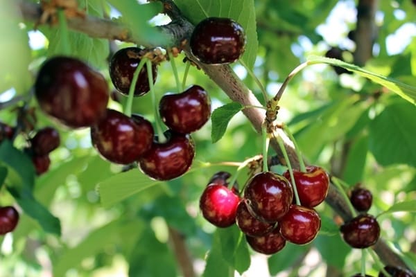 branche miracle cherry